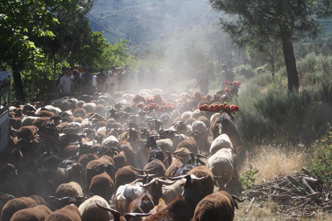 Quinta Vale Salgueiro Daire Seia Dış mekan fotoğraf