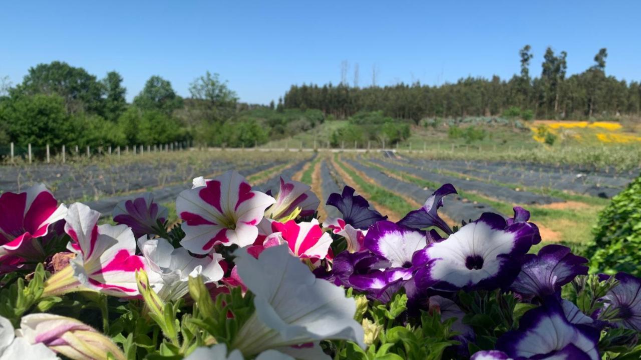 Quinta Vale Salgueiro Daire Seia Dış mekan fotoğraf