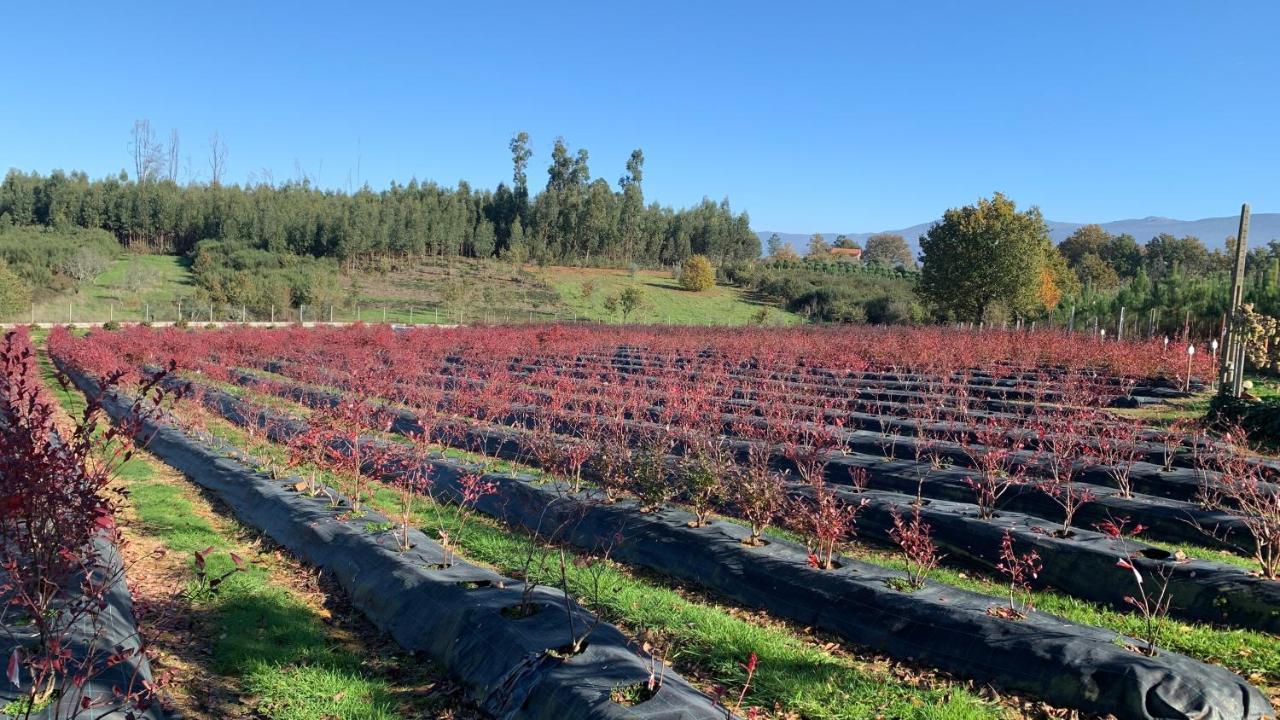 Quinta Vale Salgueiro Daire Seia Dış mekan fotoğraf