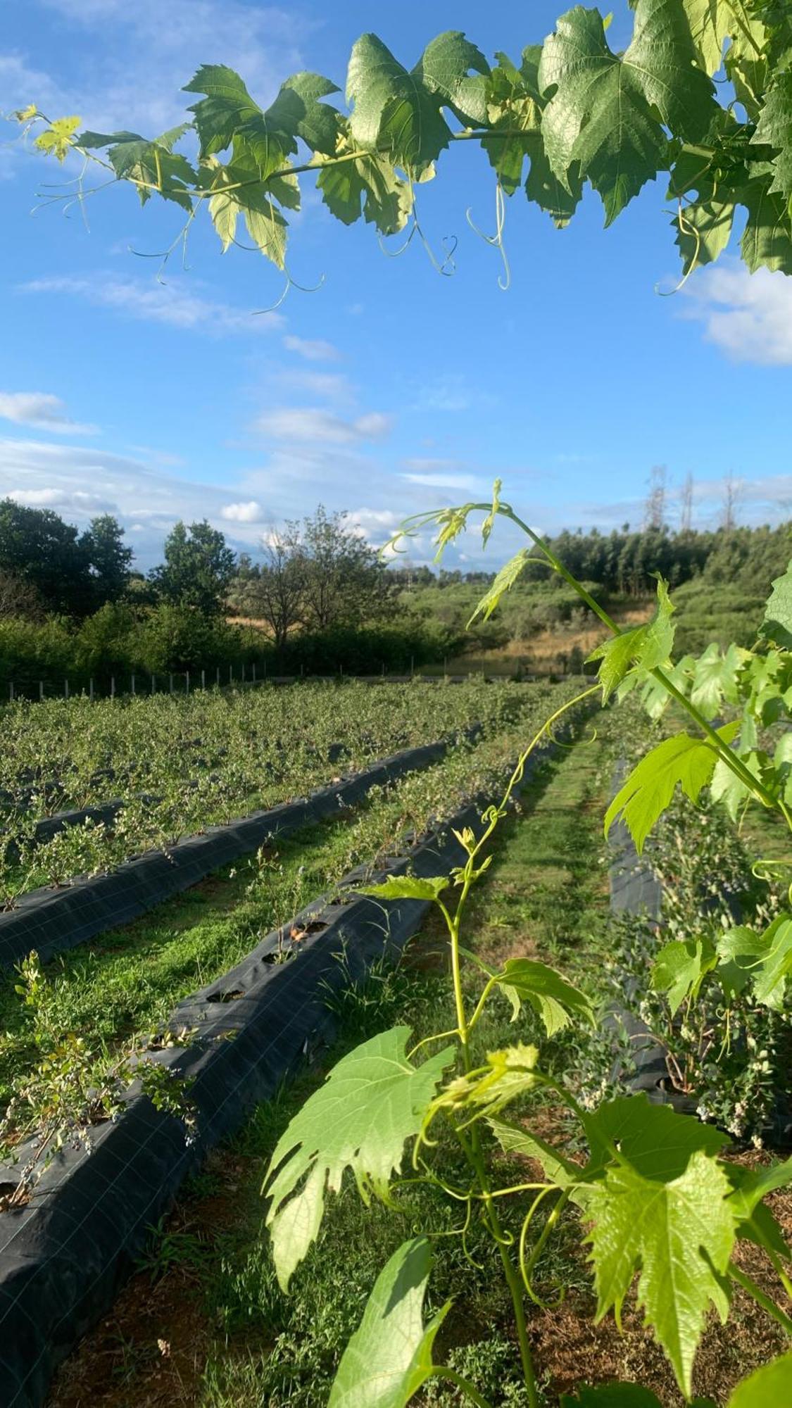 Quinta Vale Salgueiro Daire Seia Dış mekan fotoğraf