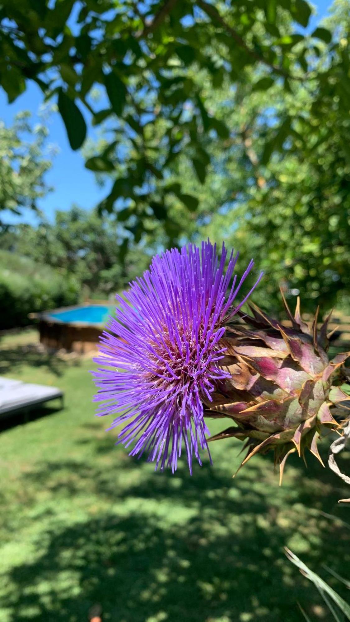 Quinta Vale Salgueiro Daire Seia Dış mekan fotoğraf