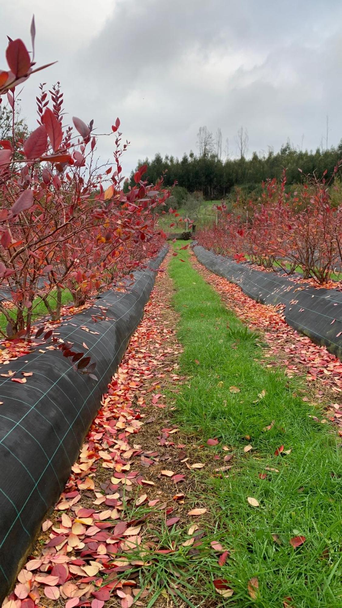 Quinta Vale Salgueiro Daire Seia Dış mekan fotoğraf